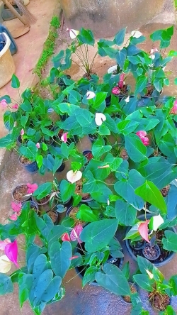 Wasana flowers